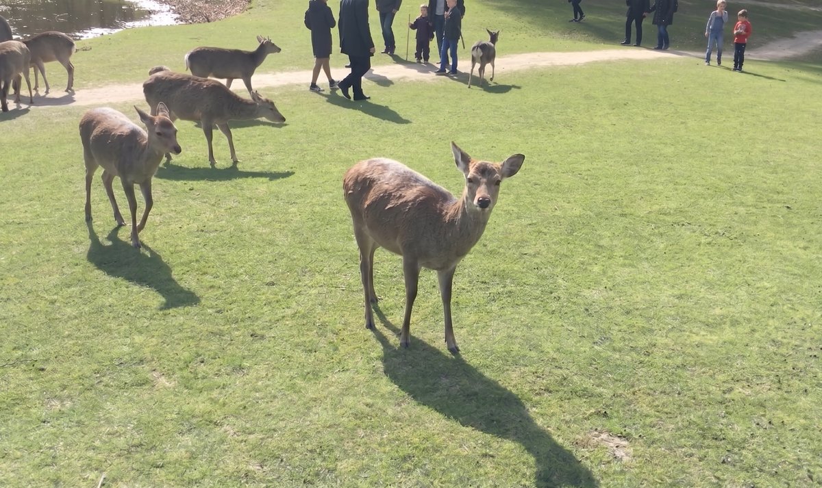 A deer in a park