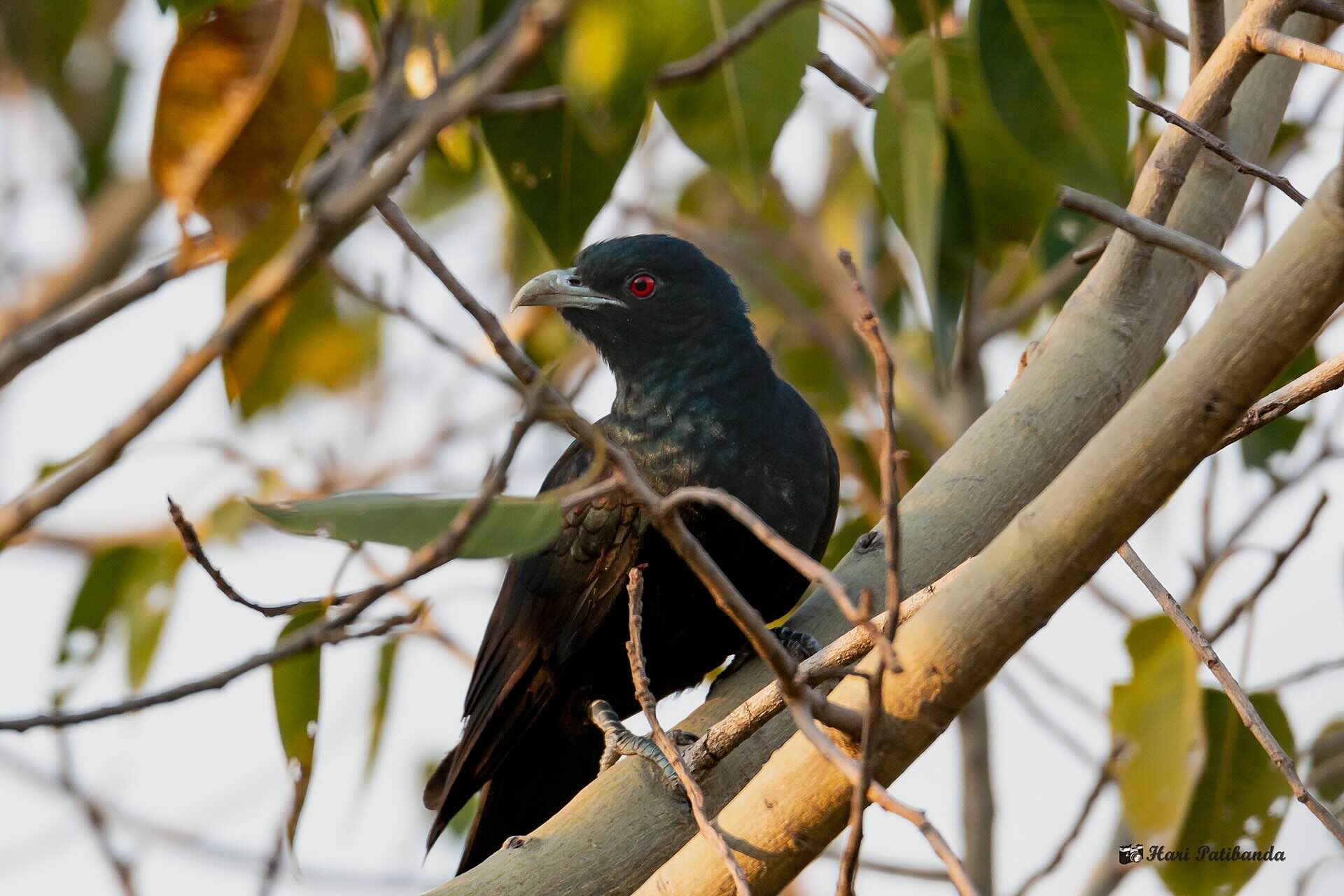 A male Asian koel perched on a branch among yellowing leaves, glossy black plumage with a bright red eye, looking off to one side.